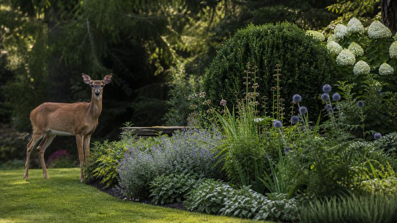 A Deer-Proof Garden That Isn’t Boring